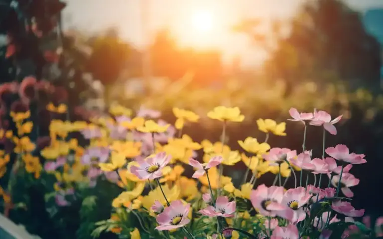 Aiuola Fiorita: Come Creare un Giardino Colorato e Rigoglioso per Tutta la Stagione